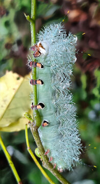 Spiny green saturniid caterpillar with urticating bristles clinging to a stem