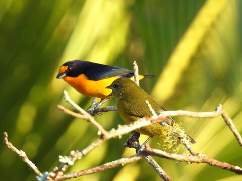 Pair of violaceous euphonia Euphonia violacea colorful male and olive female perched on a branch