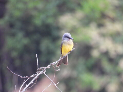Tropical kingbird Tyrannus melancholicus perched on a bare branch with yellow belly