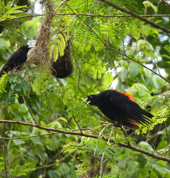 Red-rumped caciques Cacicus haemorrhous at their hanging nests in a colony