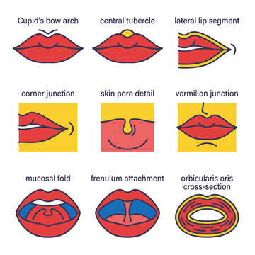 Educational Infographic of Human Oral Anatomy and Lip Structure Details