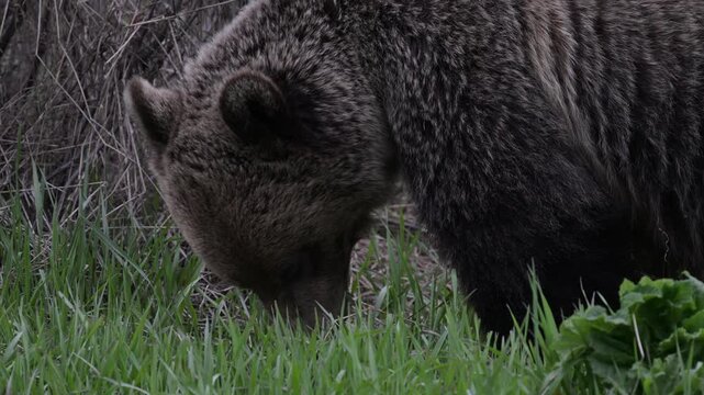Grizzly bears in the spring in the Canadian Rockies