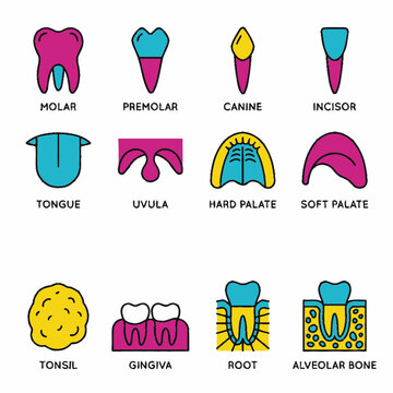 Oral anatomy icons set displaying human tongue uvula tonsil and gingiva