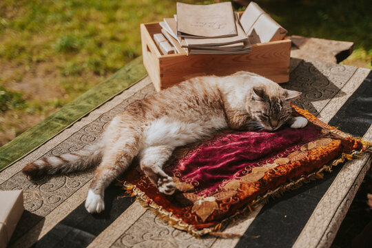 A cute domestic tabby cat sleeping peacefully on a luxury velvet embroidered cushion on an outdoor table, with vintage books and wooden crate in the background.