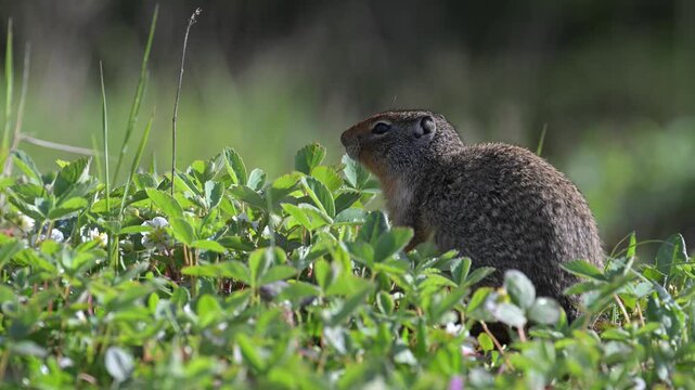Columbian ground squirrel in the Canadian Rockies