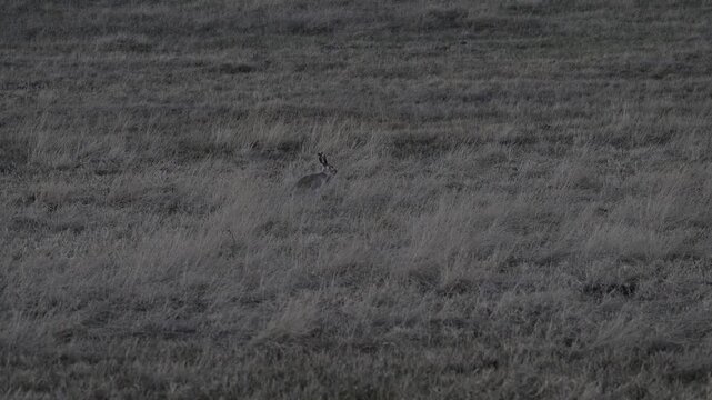 Jackrabbit in the Canadian prairies