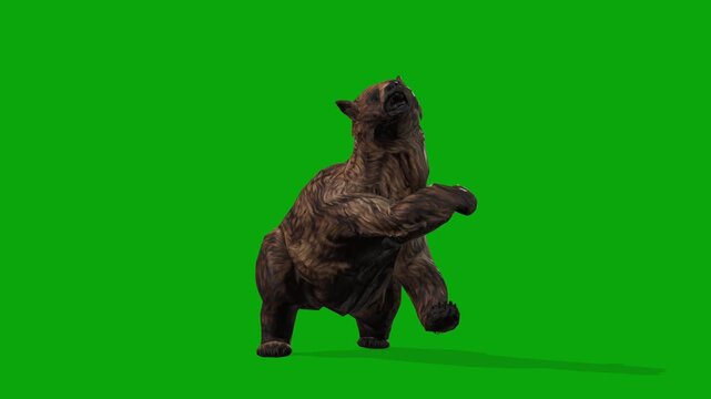 4k grizzly bear claw attack front loop animation isolated on Green Screen, 3D brown bear slap attacking on enemy rendering on chroma key