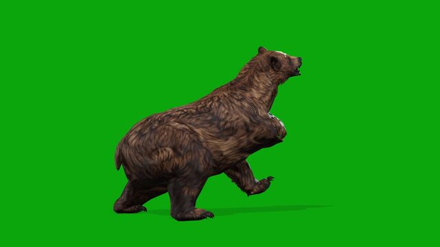 3D brown bear slap attacking the enemy, rendered on chroma key, 4k grizzly bear claw attack side loop animation isolated on Green Screen