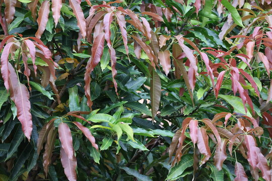 Green and reddish brown mango leaves glowing beneath sunlight showcasing vibrant tropical foliage and natural seasonal growth.