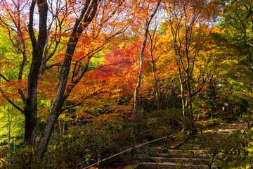 Fototapeta premium 日本の風景・秋 京都 嵯峨嵐山 紅葉の常寂光寺