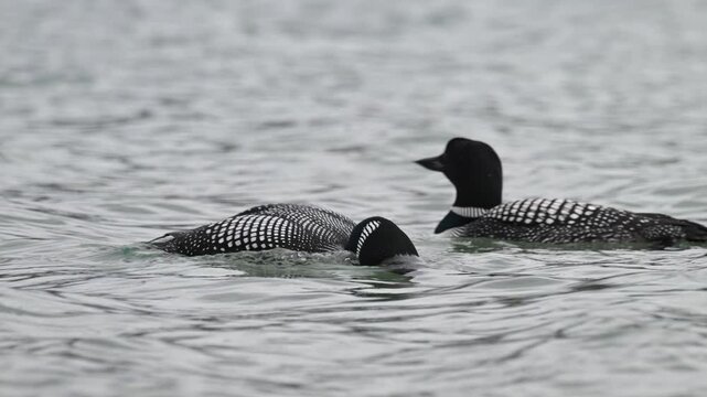 Canadian loon in the Canadian Rockies