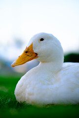 Profile portrait of a white duck sitting in grass against a bright blurred sky © Buğra Kaan Ersoy