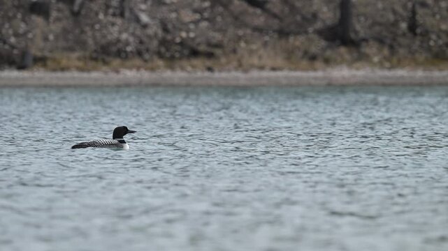 Canadian loon in the Canadian Rockies