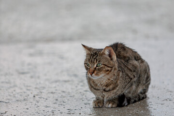  Hauskatze (Felis silvestris catus) bei Regen © AnnaReinert