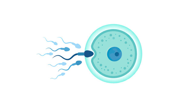 Sperm fertilizing egg cell, conception, reproduction, biology, science illustration