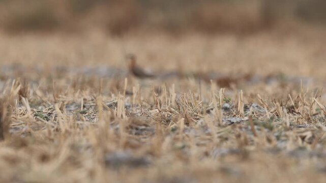 Indian courser (Cursorius coromandelicus) is a species of courser found in mainland South Asia, mainly in the plains bounded by the Ganges and Indus river system.