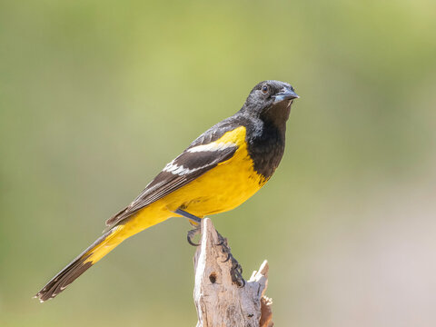 Scott's Oriole Male in Arizona