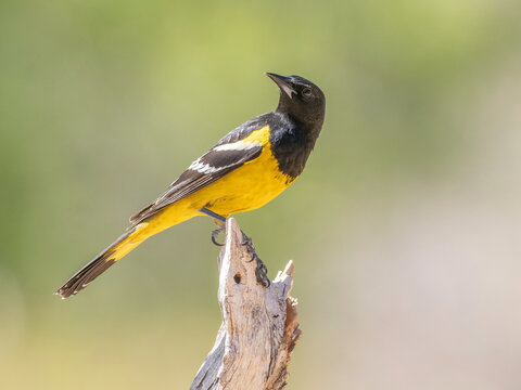 Scott's Oriole Male in Arizona