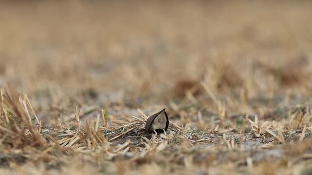 Indian courser (Cursorius coromandelicus) is a species of courser found in mainland South Asia, mainly in the plains bounded by the Ganges and Indus river system.