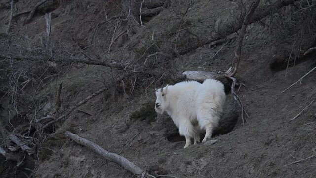Mountain goat in the spring in the Canadian Rockies with full winter coats