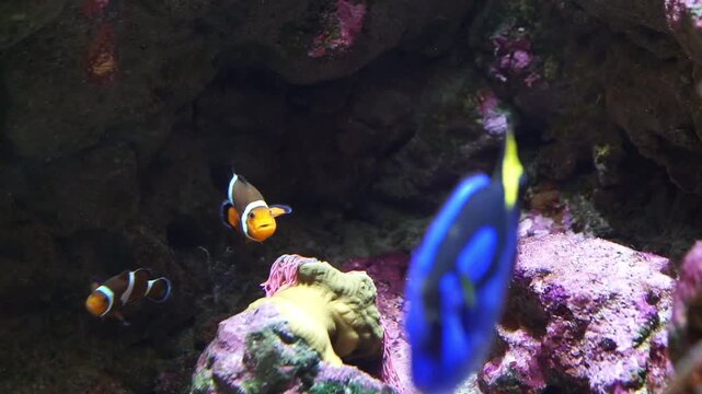 Two vibrant clownfish swim around a small sea anemone while a blue tang fish glides in the background of a colorful coral reef aquarium.