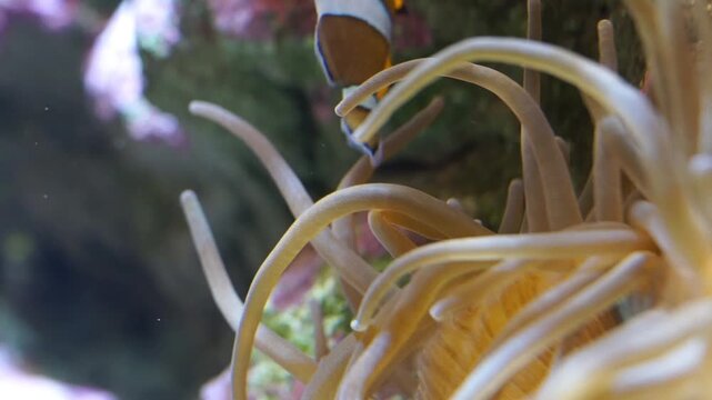 A classic view of a vibrant orange clownfish nestled and swimming safely within the moving tentacles of its host sea anemone.