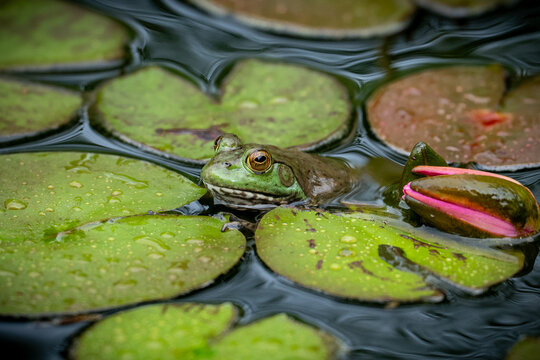 frog in the pond