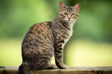 portrait of a cat © SittonPhotography