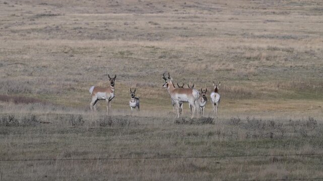 Proghorn in the Canadian prairies in the spring