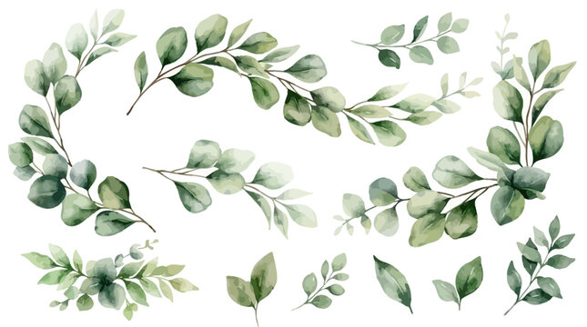 Elegant watercolor vector collection with green eucalyptus leaf and branch greenery clipart for organic botanical nature wedding invitation design and artistic element