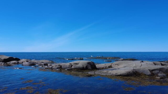 Low-altitude drone footage approaching eider ducks and a snow goose resting on a rock exposed by low tide along the calm St. Lawrence River beneath a clear blue sky.