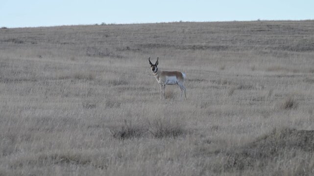 Proghorn in the Canadian prairies in the spring