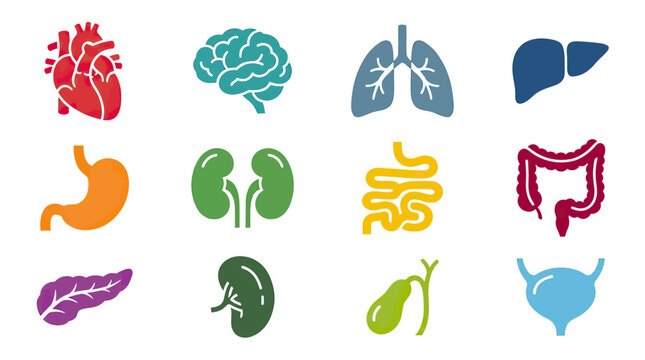 Human Anatomy Icons: Heart, Brain, Lungs, Liver, Stomach, Kidneys, Intestines, Pancreas, Gallbladder, Bladder