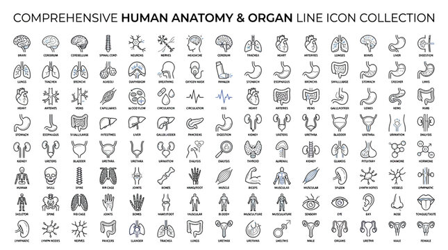 Human Anatomy Organ Line Icons Collection - Medical Health Science Vector Set