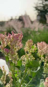 Soft pink wildflowers blooming in a bright, sunlit garden.
