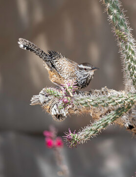 A Cactus Wren in Arizona