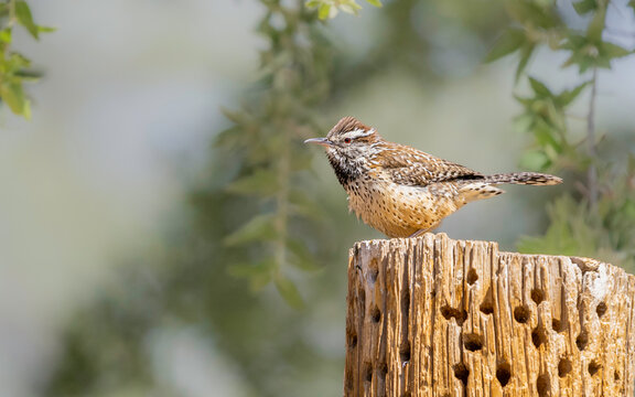 A Cactus Wren in Arizona