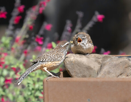 A Cactus Feeding A Fledgling Wren in Arizona