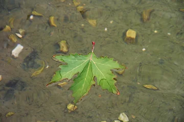 Fototapete Badezimmer Green leaves floating on calm water with natural reflections. Peaceful   © Anastasia
