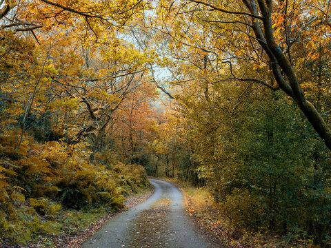 Winding narrow lane in beautiful autumn woodland with trees covered golden orange foliage surrounding the road. Lee wood in Hebden Bridge west Yorkshire