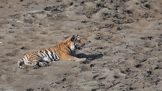 Bengal tiger is a population of the Panthera tigris tigris subspecies. It ranks among the largest of wild cats. It is distributed from India, southern Nepal, Bangladesh, Bhutan to Southwestern China.