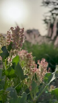 Soft pink wildflowers gently swaying in a bright sunlit spring meadow.