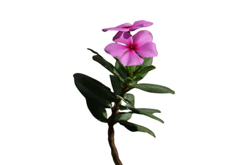 Toma de cerca de una flor de color rosado                           ( Catharanthus Roseus) en un fondo transparente   © Elika R