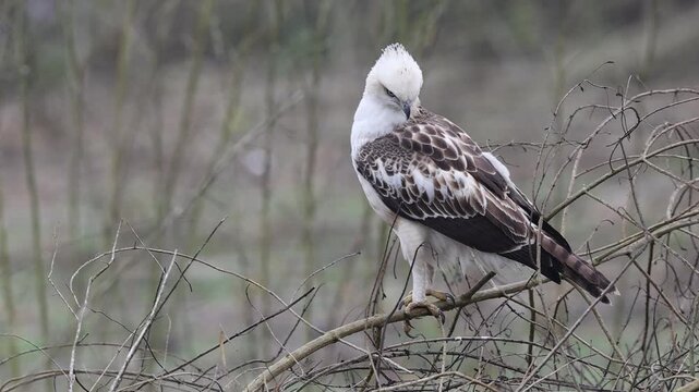The changeable hawk-eagle (Nisaetus cirrhatus cirrhatus ) or crested hawk-eagle is a large bird of prey species of the family Accipitridae. This photo was taken in North India.