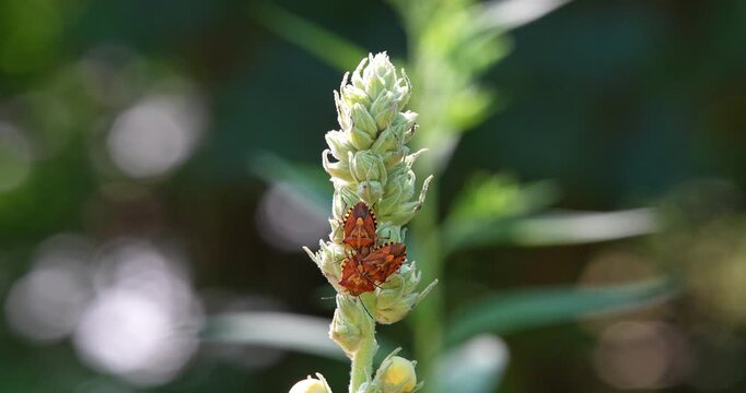  Macro -bedbugs on a flower
