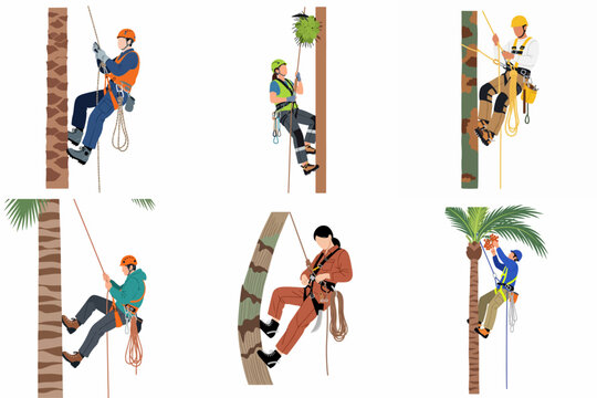 Set of illustrations of professional arborists and tree climbers scaling palm trees with safety equipment, ropes, and harnesses for maintenance and harvesting.