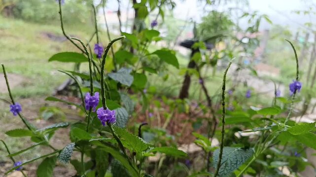 Close Up of Blue Porterweed Flower (Stachytarpheta jamaicensis)