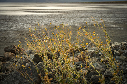 Geraea canescens, commonly known as desert sunflower, hairy desert sunflower, or desert gold.  Near the Badwater Basin in Death Valley National Park at sunset.  California, USA.