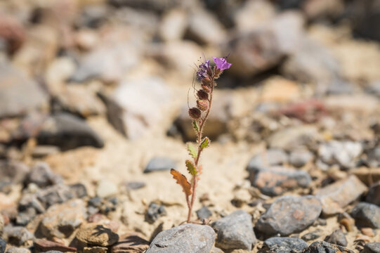 Scorpion wedding growing at the end of Hole In The Wall Road, along Highway 191 near Zabriskie Point.  Death Valley National Park, California, USA.