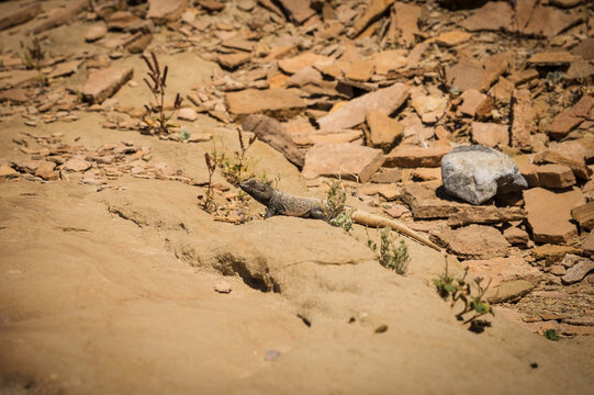 A chuckwalla lizard at the end of Hole In The Wall Road, along Highway 191 near Zabriskie Point.  Death Valley National Park, California, USA.